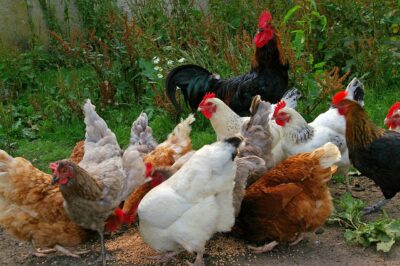 Ερωτήσεις και απαντήσεις σχετικά με τη γρίπη των πτηνών