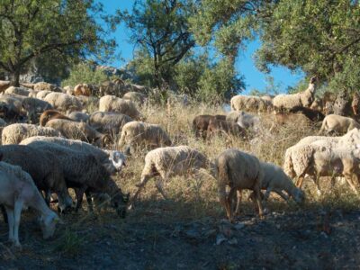 Διατήρηση απειλούμενων αυτόχθονων φυλών αγροτικών ζώων