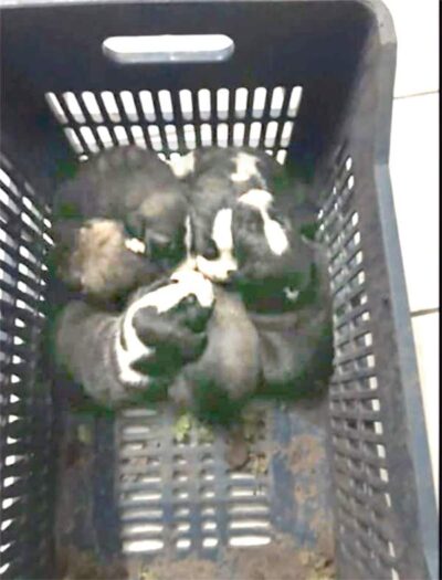 Καταγγελίες για εγκατάλειψη αδέσποτων από άλλες περιοχές στη Λιβαδειά